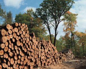 LEED-recognized wood certifications now include the Sustainable Forestry Initiative, American Tree Farm and PEFC systems in addition to the longstanding FSC. 